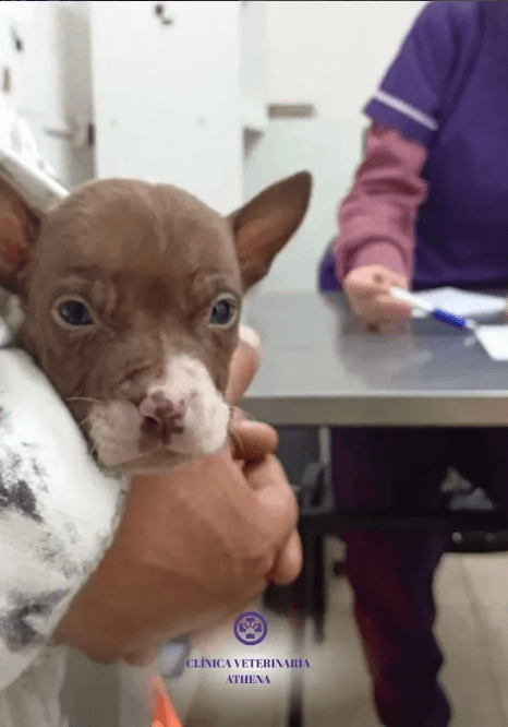 Paciente canino en consulta veterinaria